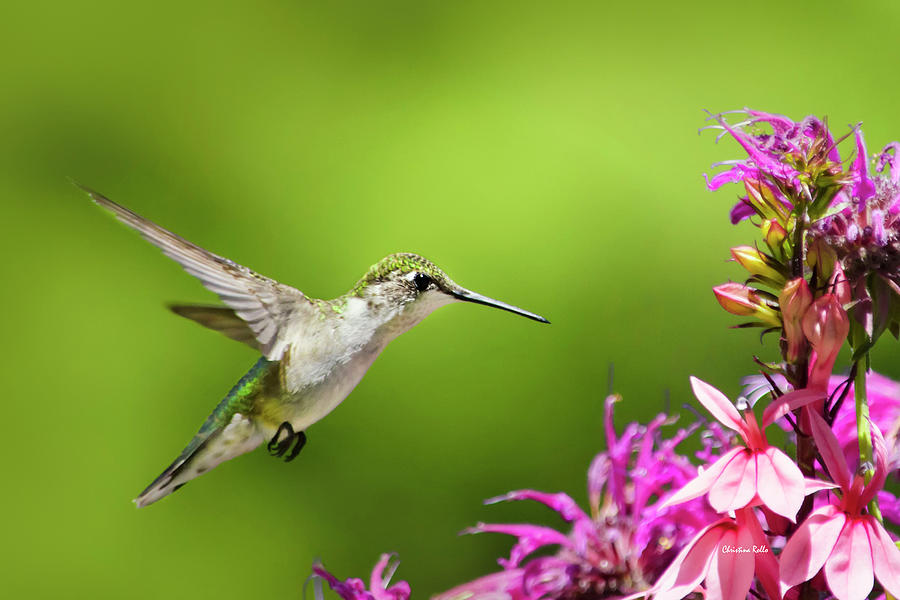 Hummingbird Garden Glory Photograph by Christina Rollo