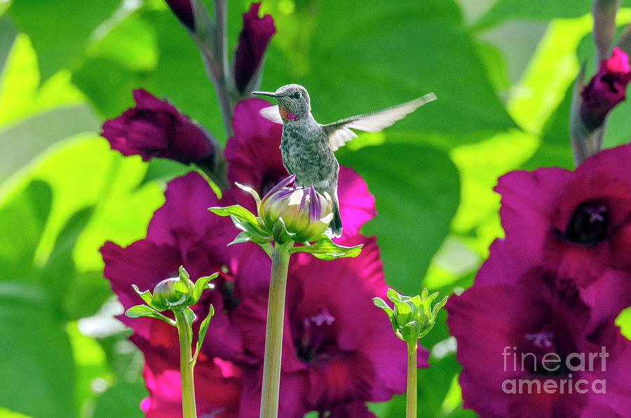Hummingbird Garden Photograph by Kristine Anderson