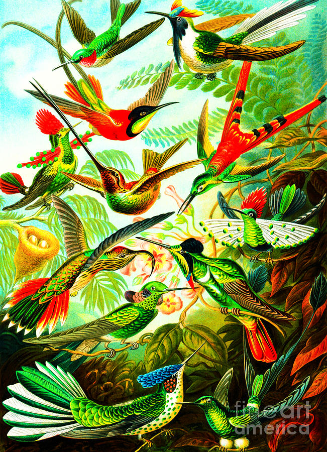 Hummingbird Gathering Painting by Peter Ogden