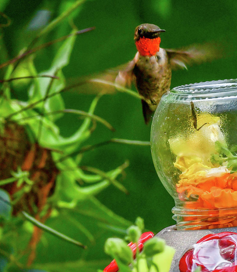Hummer Photograph - Hummingbird Glass Jar by Randall Branham