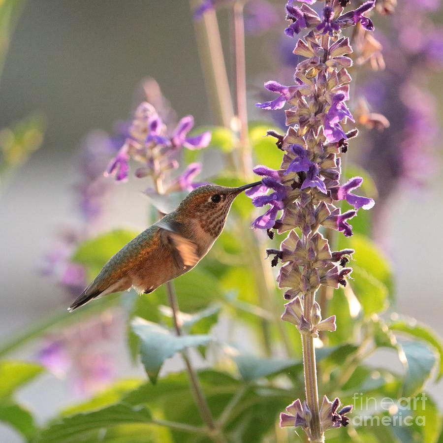 Hummingbird Glow Square Photograph by Carol Groenen