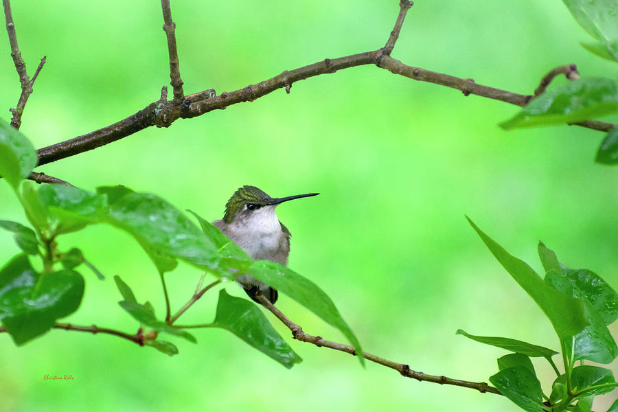 Hummingbird Green Photograph by Christina Rollo