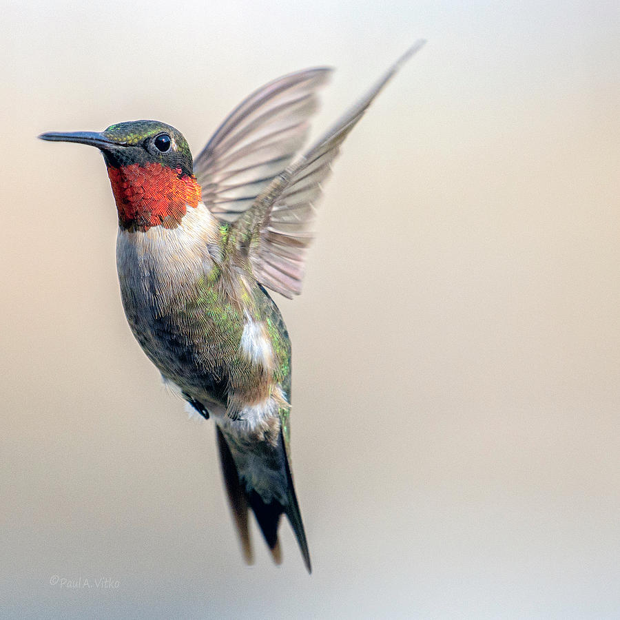 Hummingbird hang time Photograph by Paul Vitko