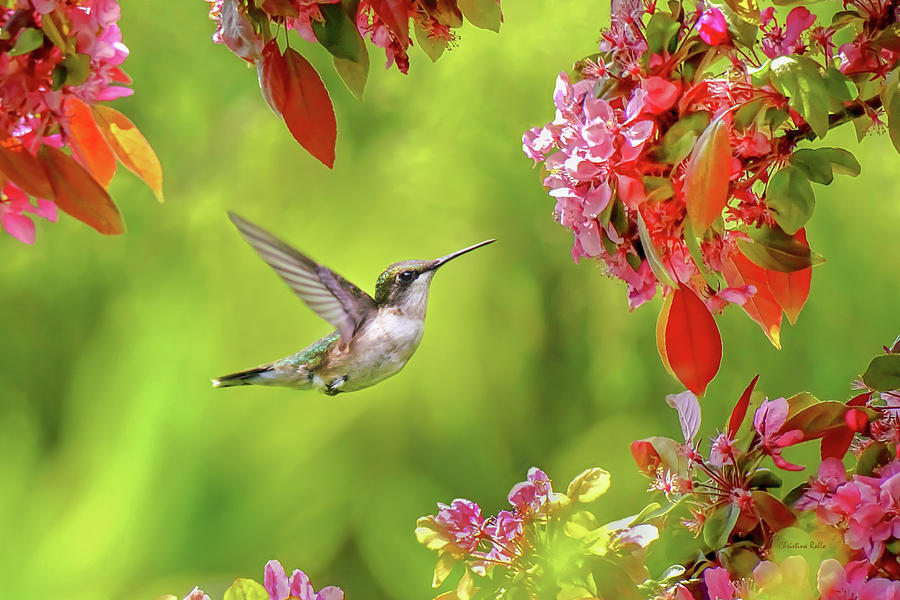 Hummingbird Happiness Garden Photograph by Christina Rollo