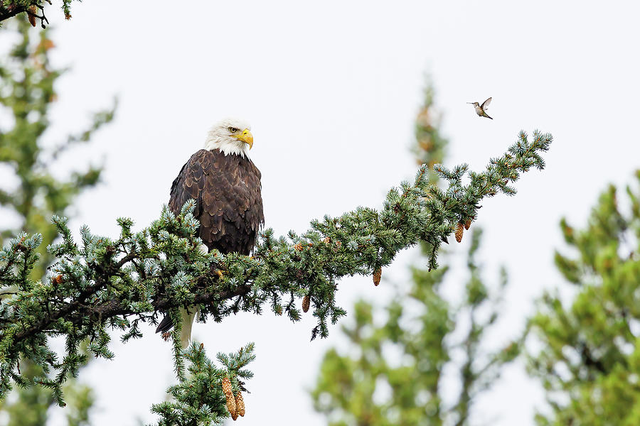 Hummingbird Hassles a Bald Eagle Photograph by Tony Hake