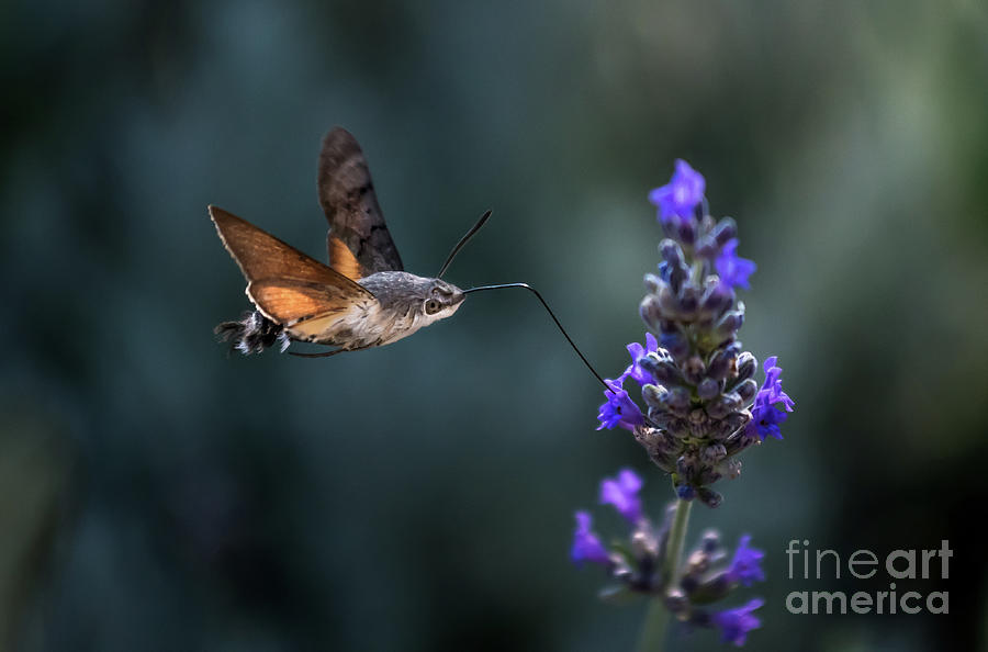 Hummingbird Hawk Moth Butterfly Drinking Nectar From Flower During Hovering Flight Photograph by Andreas Berthold