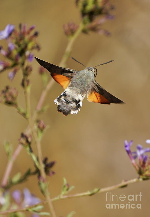 https://images.fineartamerica.com/images/artworkimages/mediumlarge/3/hummingbird-hawk-moth-in-flight-perry-van-munster.jpg