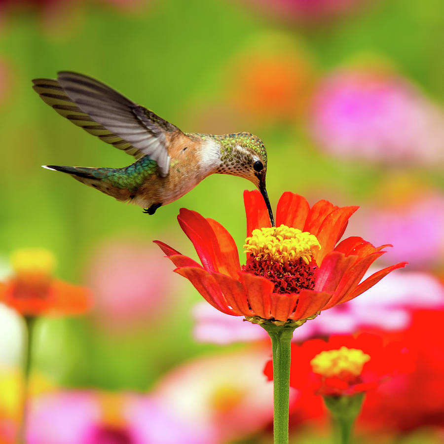 Hummingbird Heaven 1 Photograph by Pauline Hall