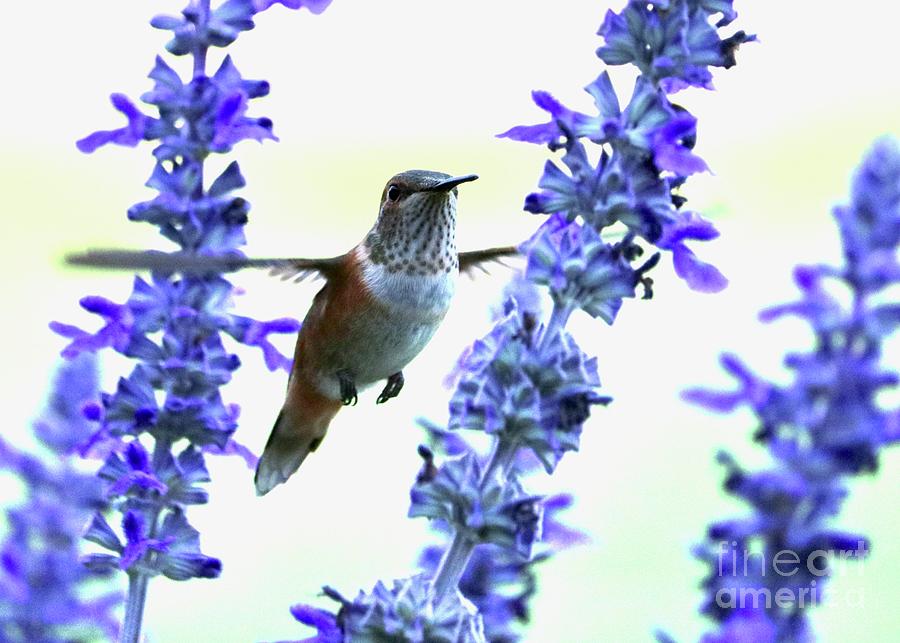 Hummingbird Heaven Photograph by Carol Groenen