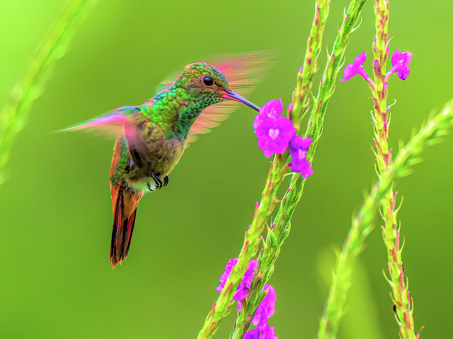 Hummingbird Photograph by Henry Jager