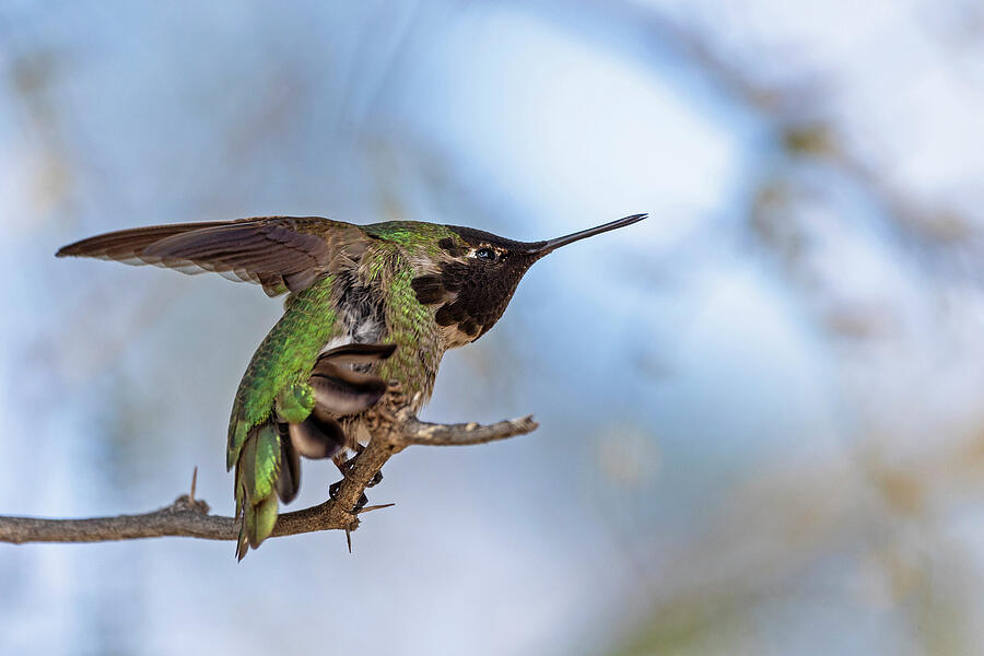 Hummingbird Hero Photograph by Sue Cullumber