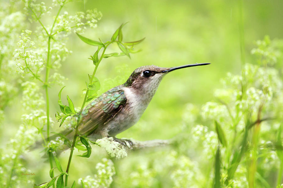 Hummingbird Hiding In Flowers Photograph by Christina Rollo