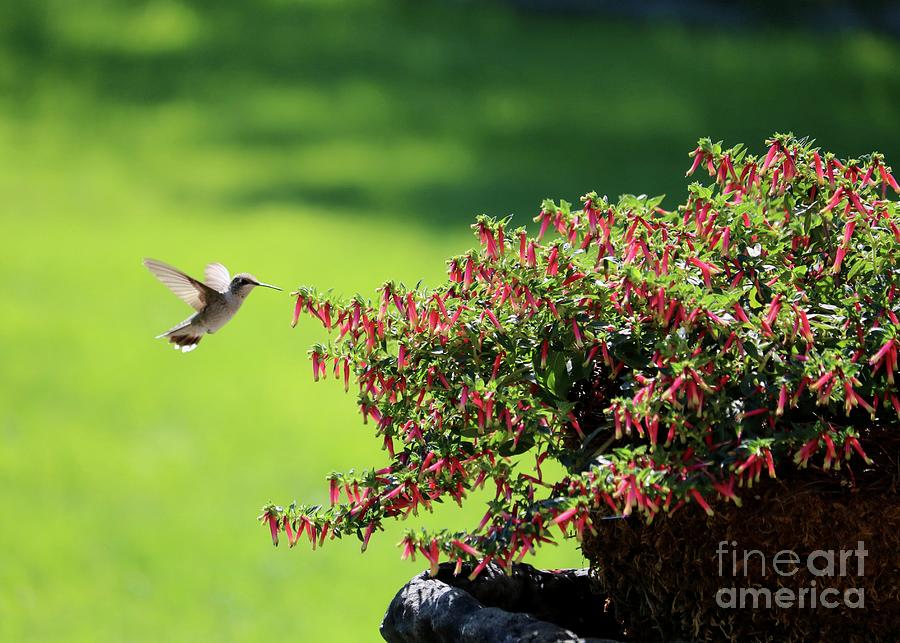 Hummingbird Honeybell Photograph by Carol Groenen