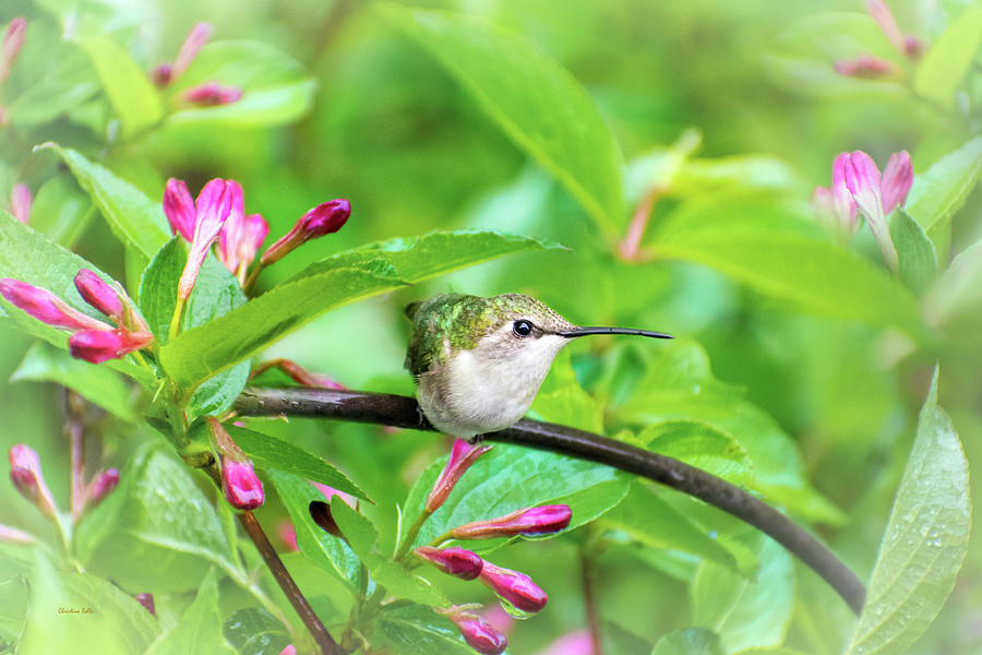Hummingbird Honeysuckle Photograph by Christina Rollo