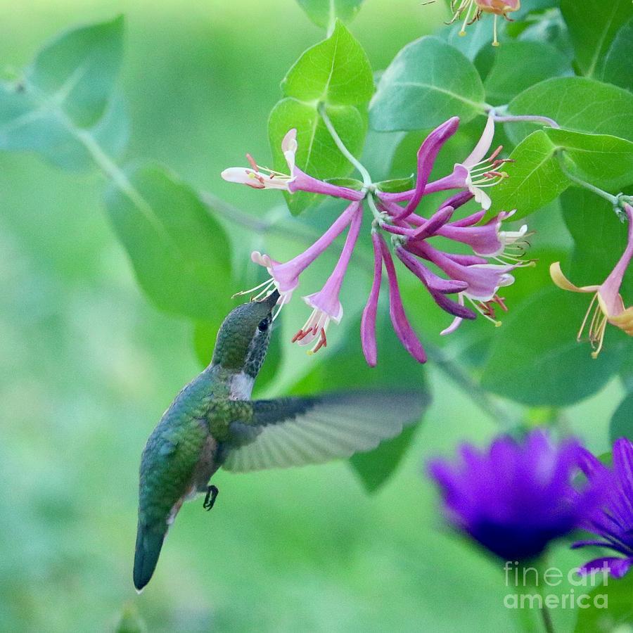 Hummingbird Honeysuckle Square Photograph by Carol Groenen