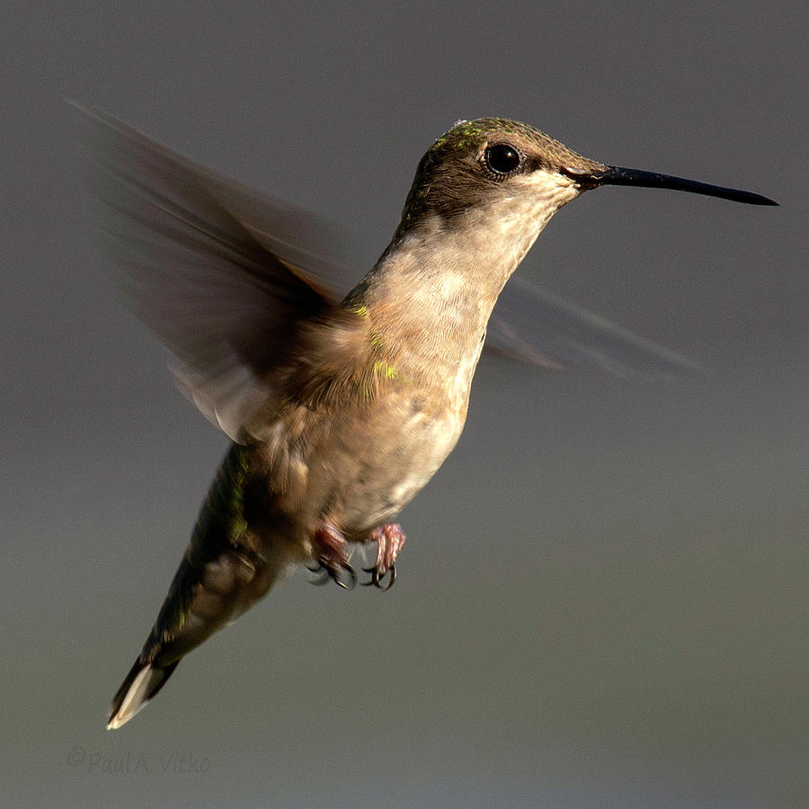 Hummingbird hoovering II Photograph by Paul Vitko