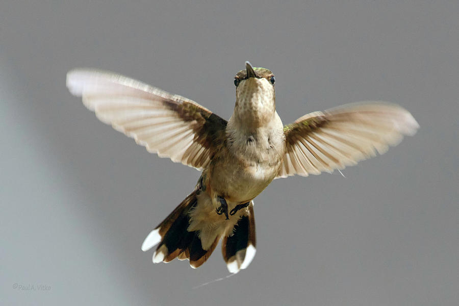 Hummingbird hoovering Photograph by Paul Vitko