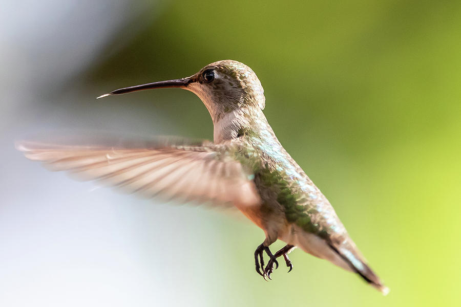 Hummingbird Hover Photograph by Allen Coleman - Fine Art America