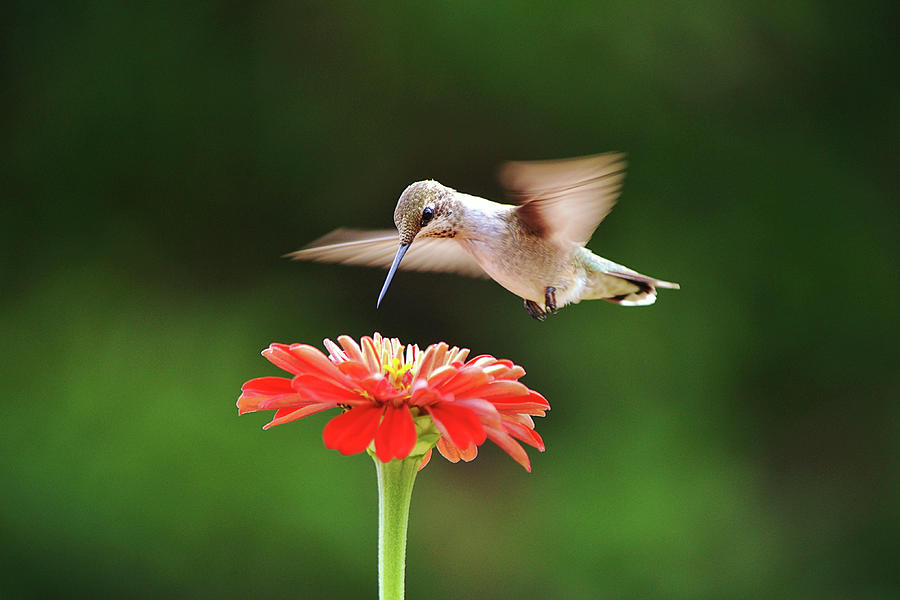 Hummingbird Hover And Zinnia Flower Photograph