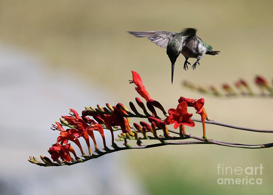 Hummingbird Hover Photograph by Carol Groenen