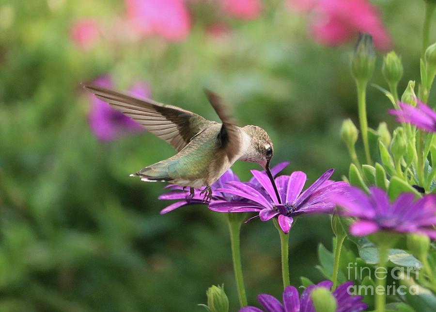Hummingbird Hover over Purple Daisy Photograph by Carol Groenen