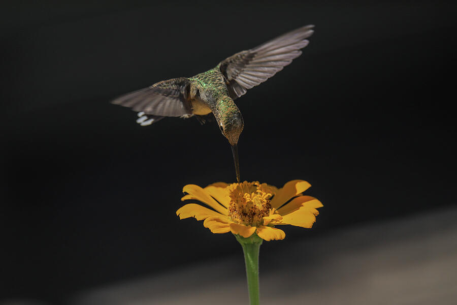 Hummingbird hovering  Photograph by Jeff Swan