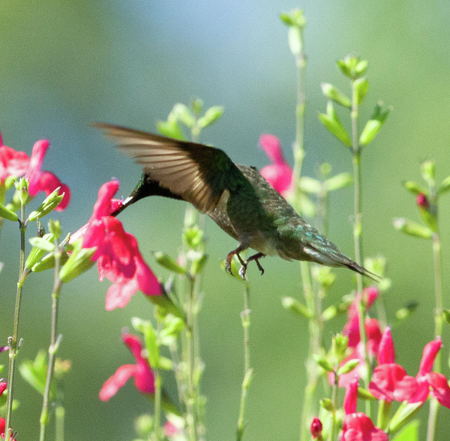 Hummingbird hovering Photograph by JP Harris - Fine Art America