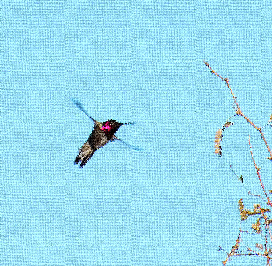 Hummingbird Hovering Photograph