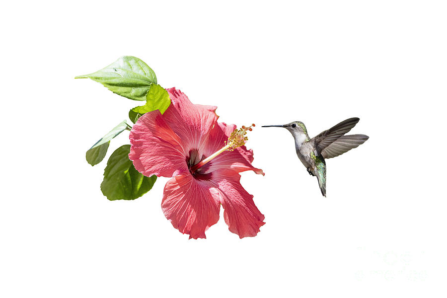 Hummingbird Hovering over Hibiscus Photograph by Bonnie Barry