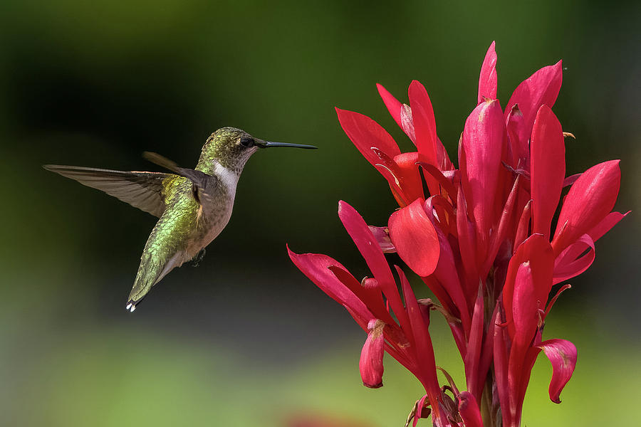 Hummingbird hovering vibrant Canna lily Photograph by Lenin ...