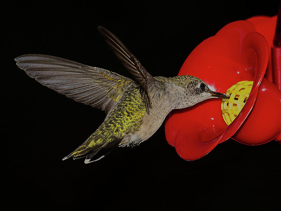 Hummingbird Hovers at Feeder Photograph by Charles Floyd