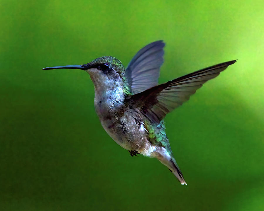 Hummingbird Hovers Photograph by Flinn Hackett