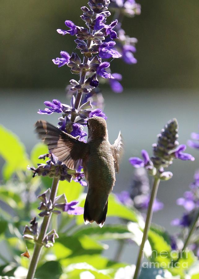 Hummingbird Hug Photograph by Carol Groenen