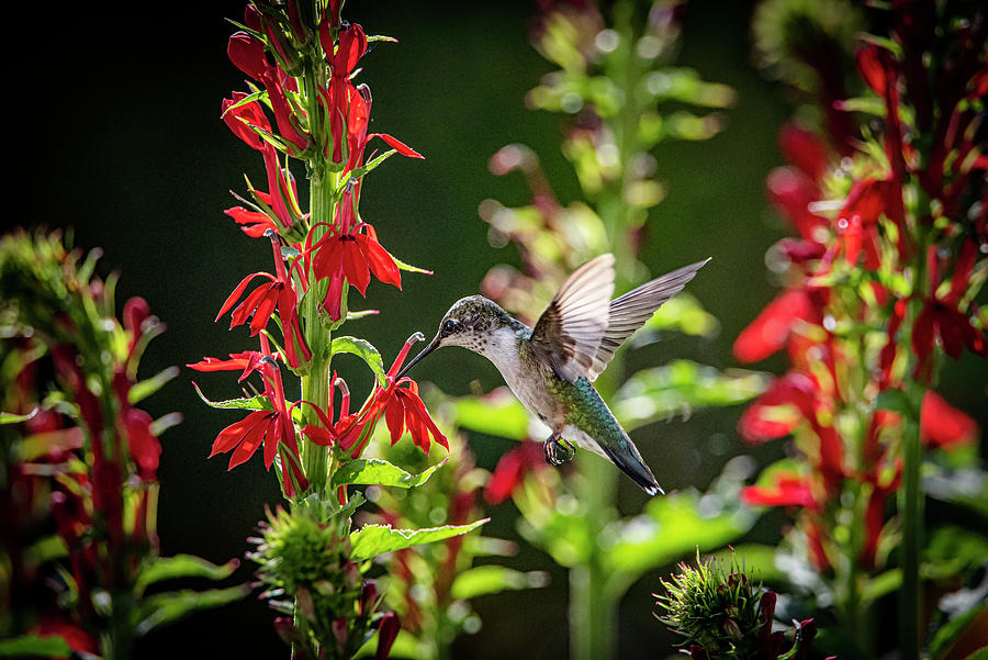 Hummingbird-i Am In Heaven Photograph