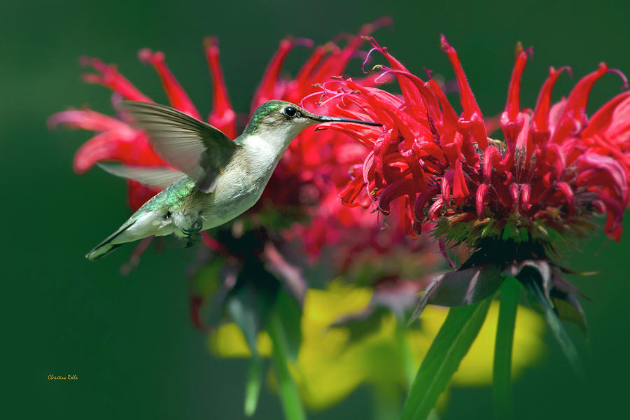 Hummingbird I Photograph by Christina Rollo