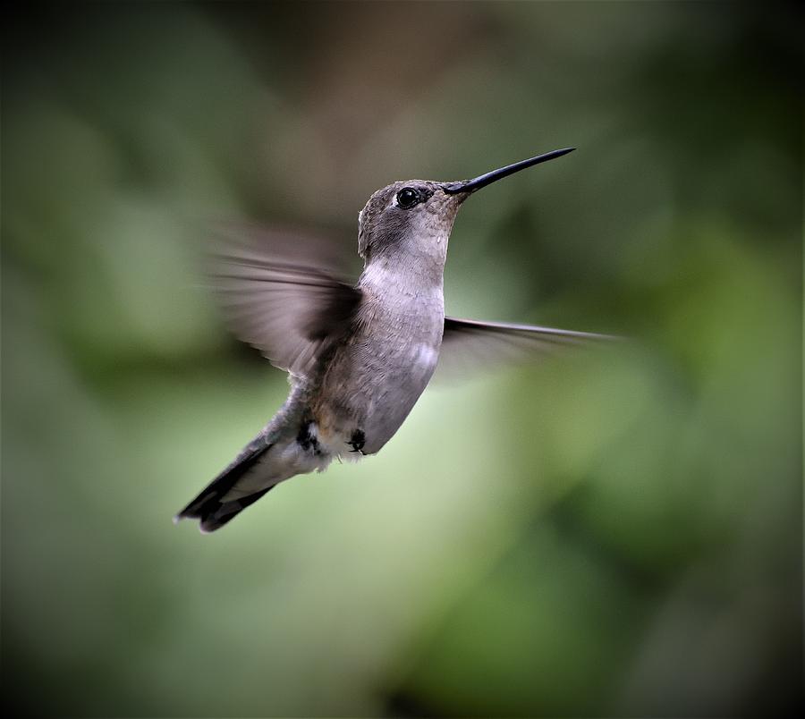 Hummingbird I Photograph by Len Bomba