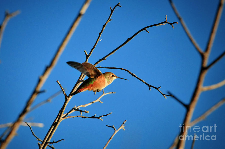 Hummingbird II Photograph by Thomas Nay