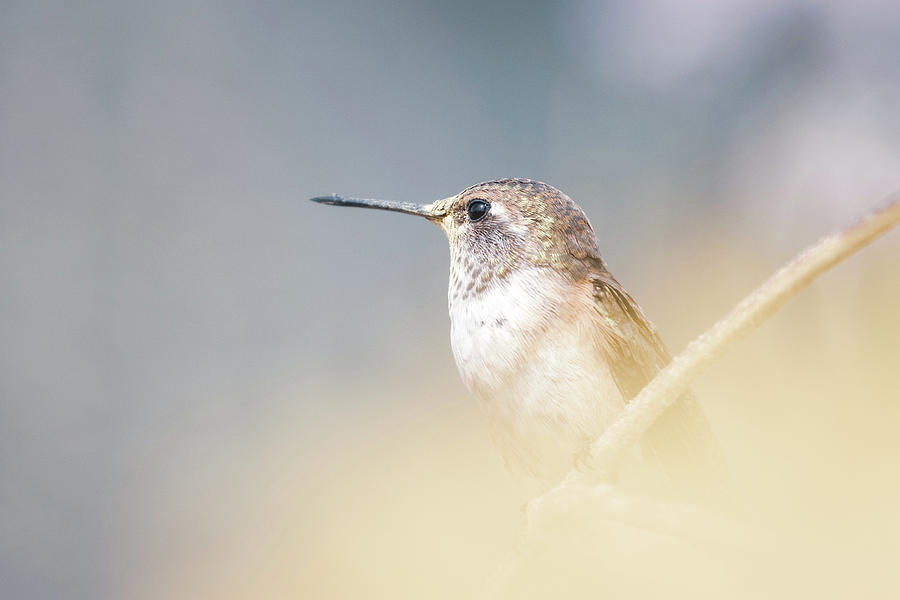 Hummingbird III Photograph by Julie Argyle