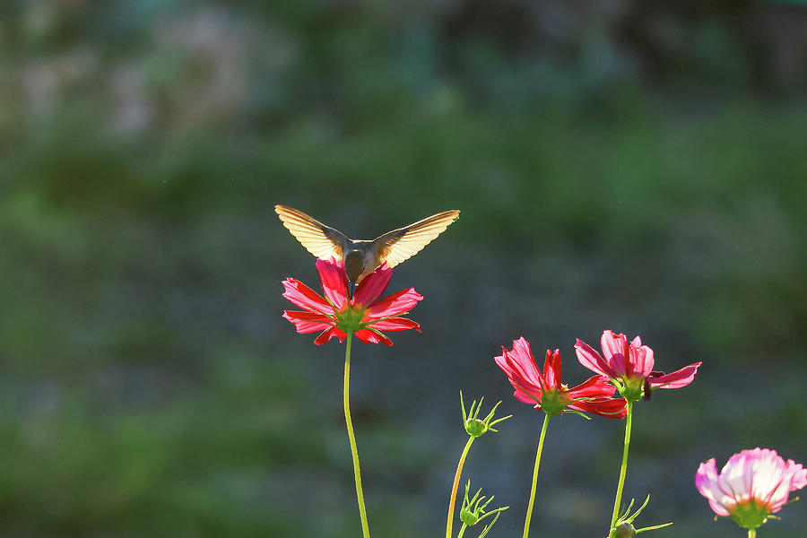 Flower Photograph - Hummingbird in a flower by Jeff Swan