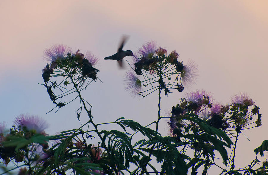 Hummingbird Photograph - Hummingbird In A Mimosa Tree 001 by Flees Photos