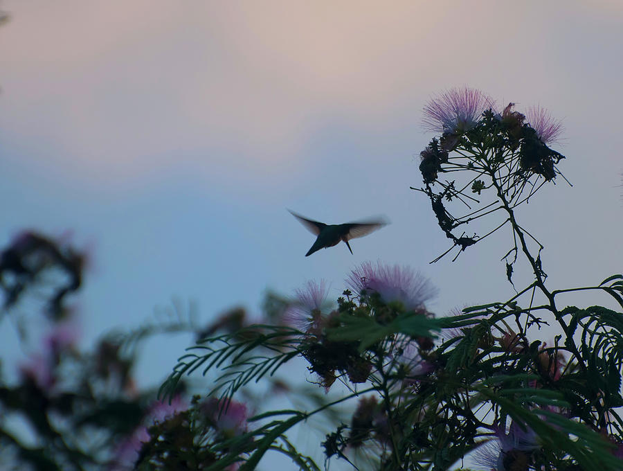 Hummingbird Photograph - Hummingbird in a minosa tree 002 by Flees Photos