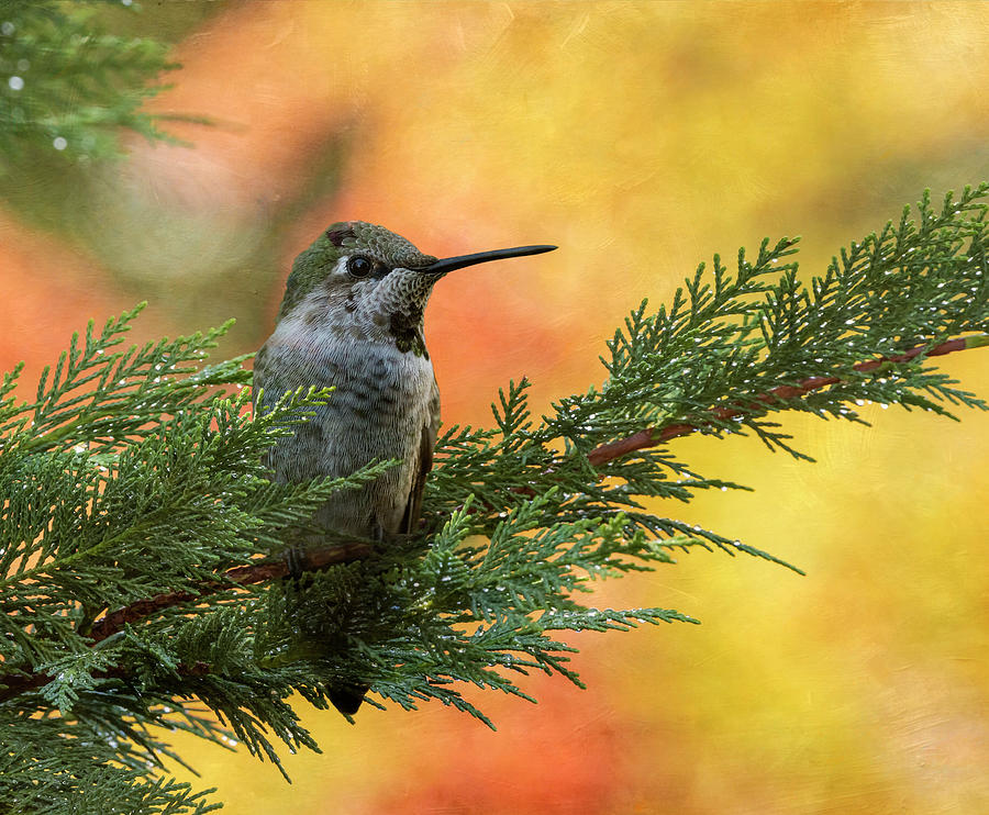 Hummingbird in Autumn Photograph by Angie Vogel