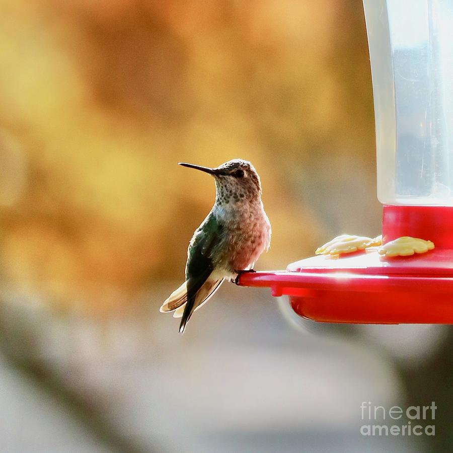 Hummingbird in Autumn Light Square Photograph by Carol Groenen