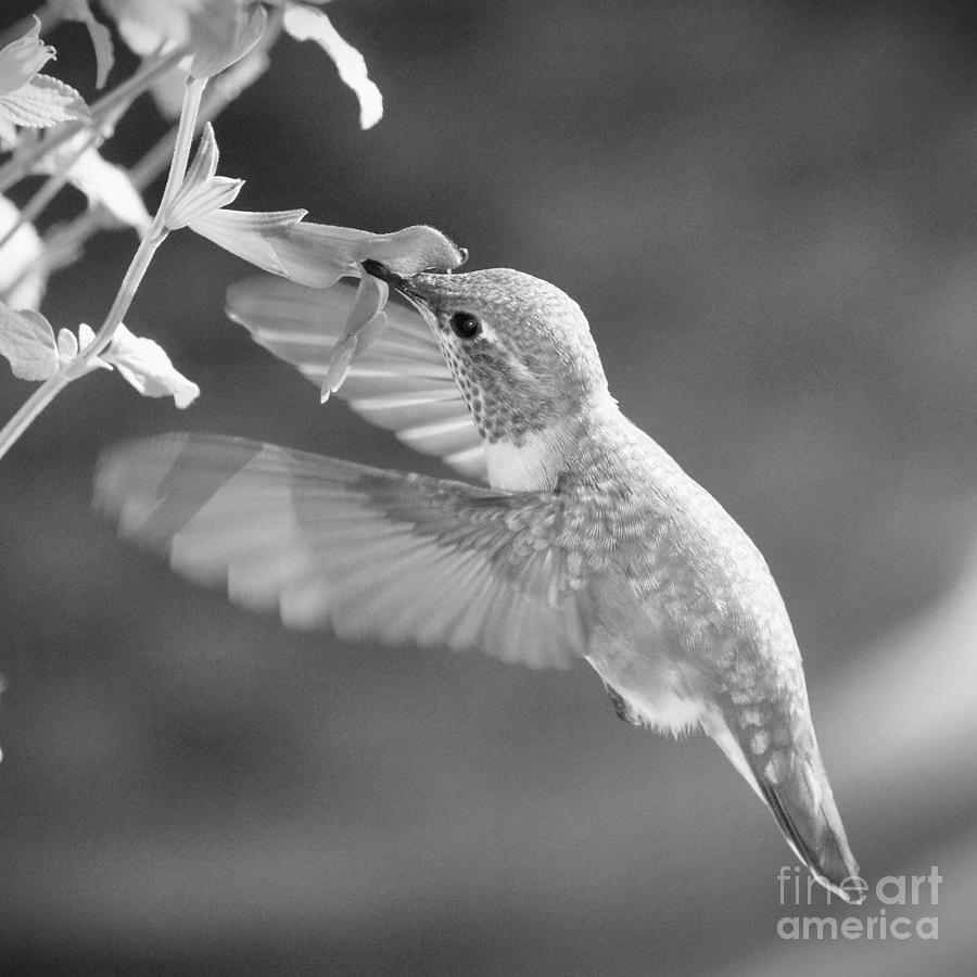Hummingbird in Black and White Square Photograph by Carol Groenen