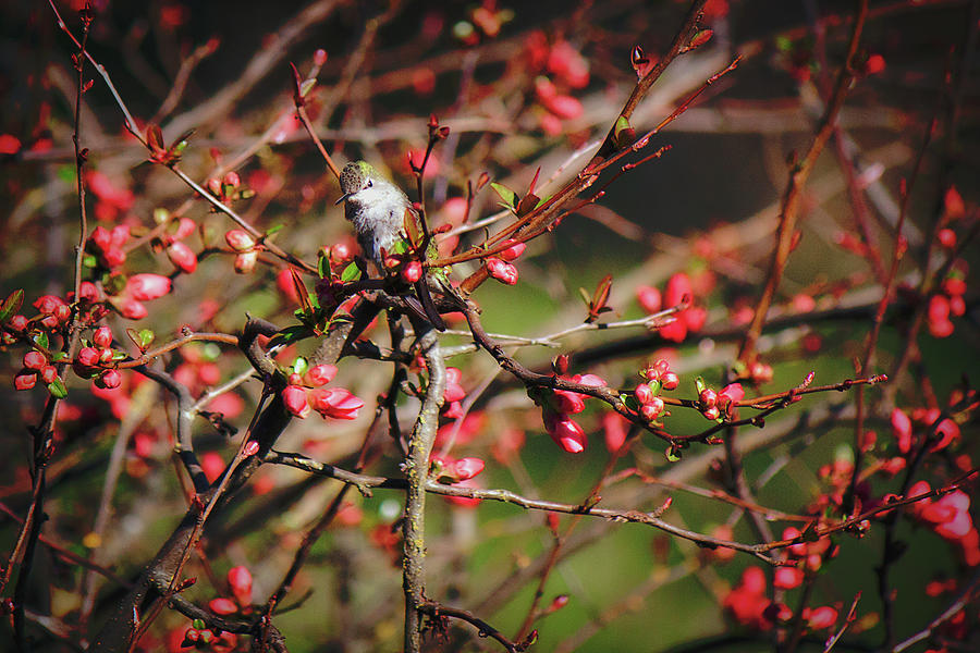 Hummingbird in Blossoms Photograph by Melanie Lankford Photography