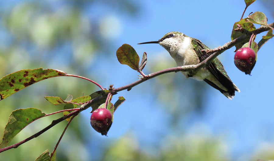 Hummingbird In Crabapple Tree Photograph by Rebecca Grzenda