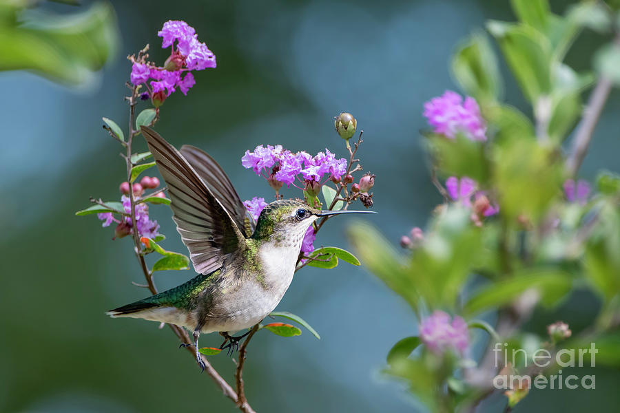 Hummingbird in Crepe Myrtle Photograph by Bonnie Barry