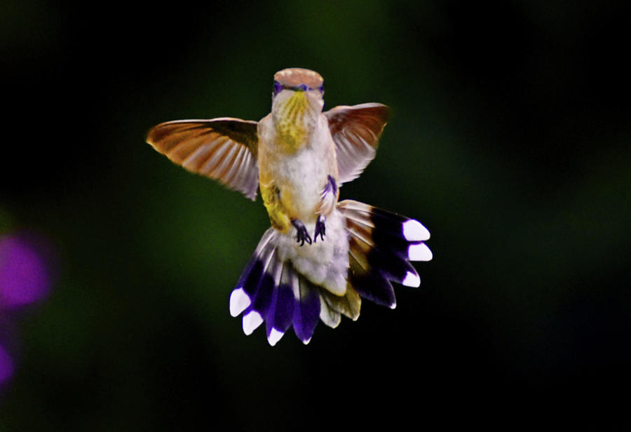 Hummingbird In Flight 020 Photograph by George Bostian