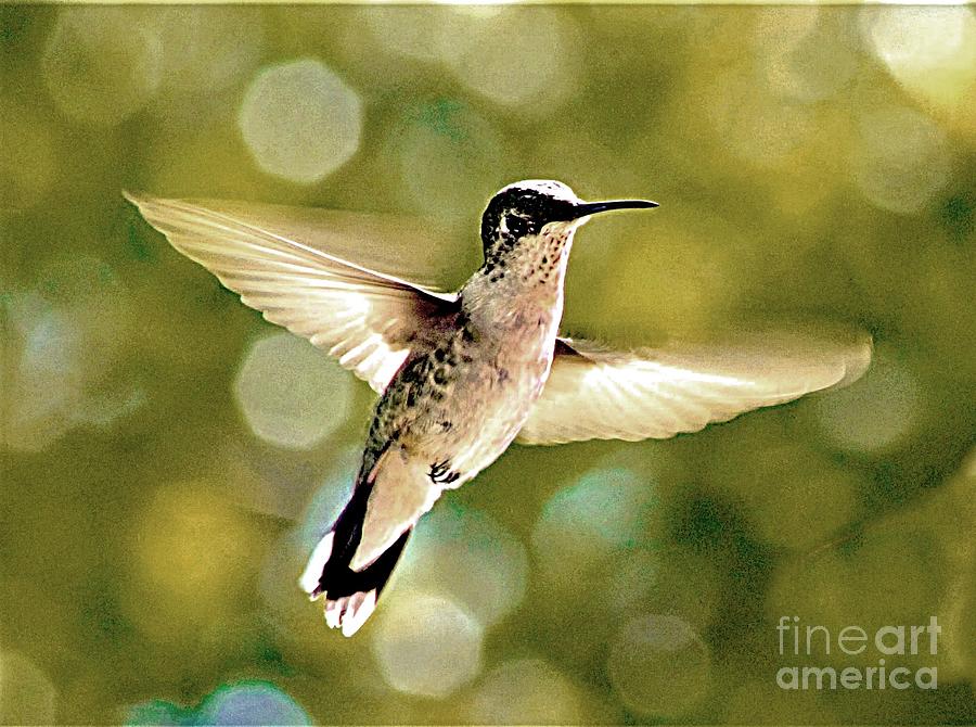 Hummingbird in Flight Photograph by Charlene Adler