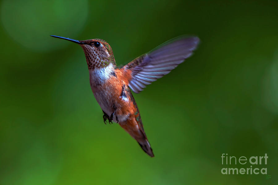 Hummingbird Photograph - Hummingbird In Flight by David Millenheft